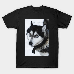 Malamute Dog On a Snow Field T-Shirt